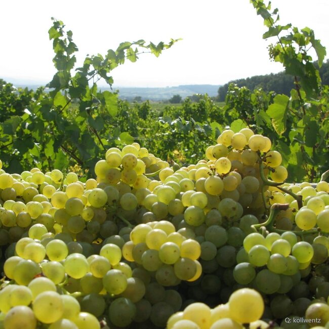 Chardonnay Leithakalk 2025 0,75 l