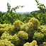 Chardonnay Leithakalk 2025 0,75 l
