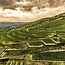 Grüner Veltliner Ried Käferberg 1ÖTW Kamptal DAC 2022 0,75 l