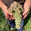 Brolettino Lugana DOC 2024 0,75 l