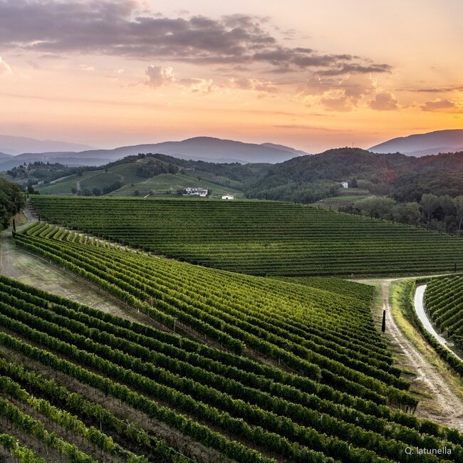 Rjgialla Ribolla Gialla Friuli DOP 2024 0,75 l