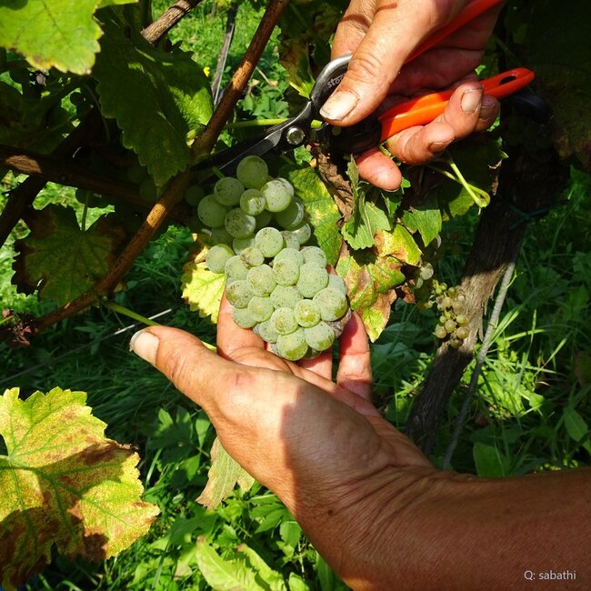 Sauvignon Blanc Leutschach Südsteiermark DAC 2024 0,75 l