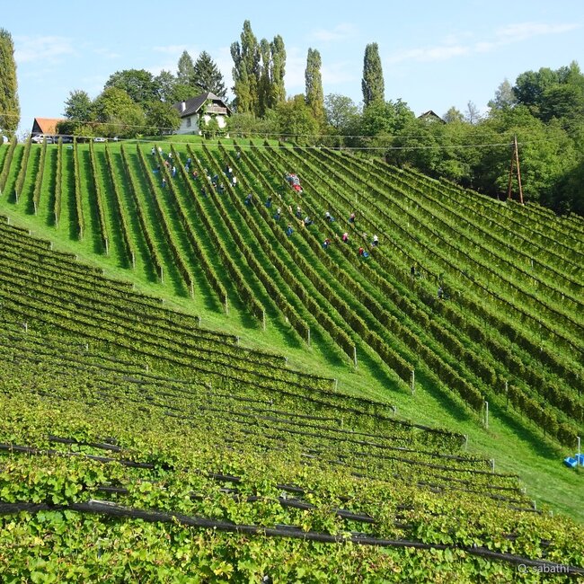 Sauvignon Blanc Leutschach Südsteiermark DAC 2024 0,75 l