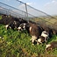 Welschriesling Südsteiermark DAC 2025 0,75 l