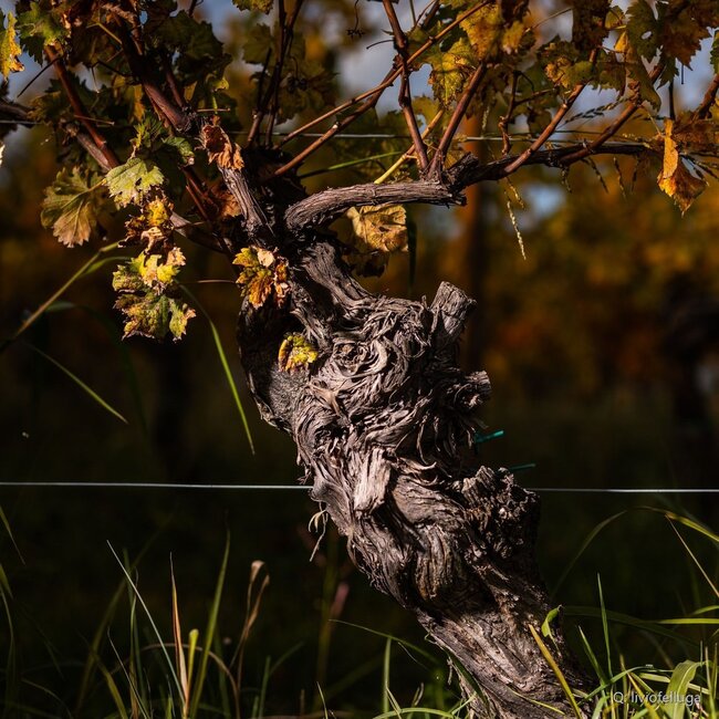 Pinot Grigio Friuli Colli Orientali DOC 2025 0,75 l