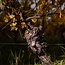 Pinot Grigio Friuli Colli Orientali DOC 2025 0,75 l
