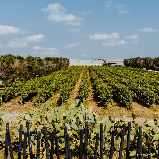 Trentangeli Castel del Monte DOC 2021 0,75 l