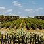 Trentangeli Castel del Monte DOC 2021 0,75 l