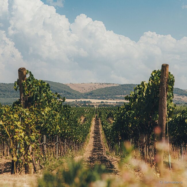 Trentangeli Castel del Monte DOC 2021 0,75 l