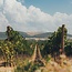 Trentangeli Castel del Monte DOC 2021 0,75 l