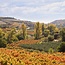 Baron de Ley Rioja Rosado DOCa 2025 0,75 l