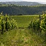 Poggio Valente Sangiovese IGT 2021 0,75 l