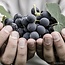 Primitivo Appassimento 2024 0,75 l