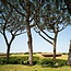 Bolgheri DOC Superiore 2022 Magnum 1,5 l
