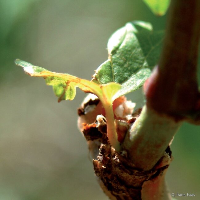 Manna Vigneti delle Dolomiti IGT 2024 0,75 l