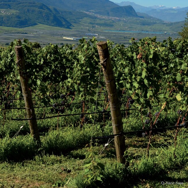 Manna Vigneti delle Dolomiti IGT 2024 0,75 l