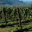 Manna Vigneti delle Dolomiti IGT 2024 0,75 l