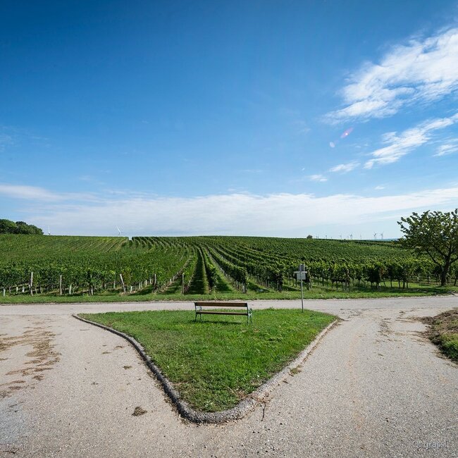 Pinot Noir Reserve 2024 0,75 l