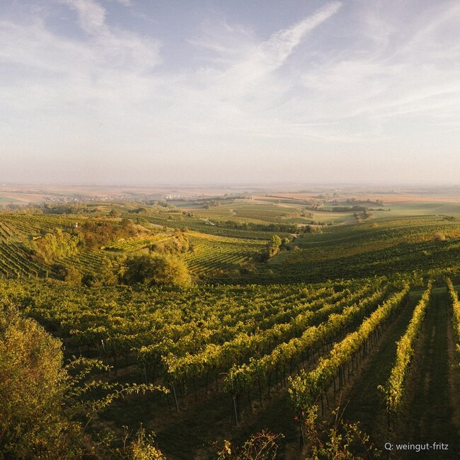 Roter Veltliner Ried Steinberg 1ÖTW Privat 2023 0,75 l