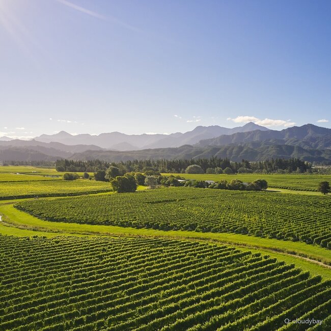 Sauvignon Blanc New Zealand 2025 0,75 l