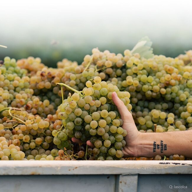 Gavi dei Gavi Etichetta Nera DOCG 2025 0,75 l