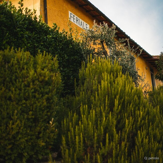 Galatrona Valdarno di Sopra DOC 2019 0,75 l