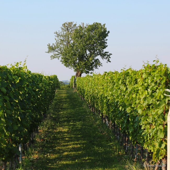 Cuvée Paul Kerschbaum 2021 0,75 l