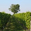 Cuvée Paul Kerschbaum 2021 0,75 l