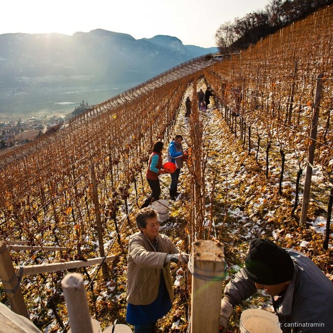 Stoan (CH/WB/SB/GTr) Alto Adige DOC 2023 0,75 l