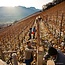Stoan (CH/WB/SB/GTr) Alto Adige DOC 2023 0,75 l