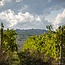 Brunello di Montalcino DOCG Tenuta Nuova 2019 0,75 l