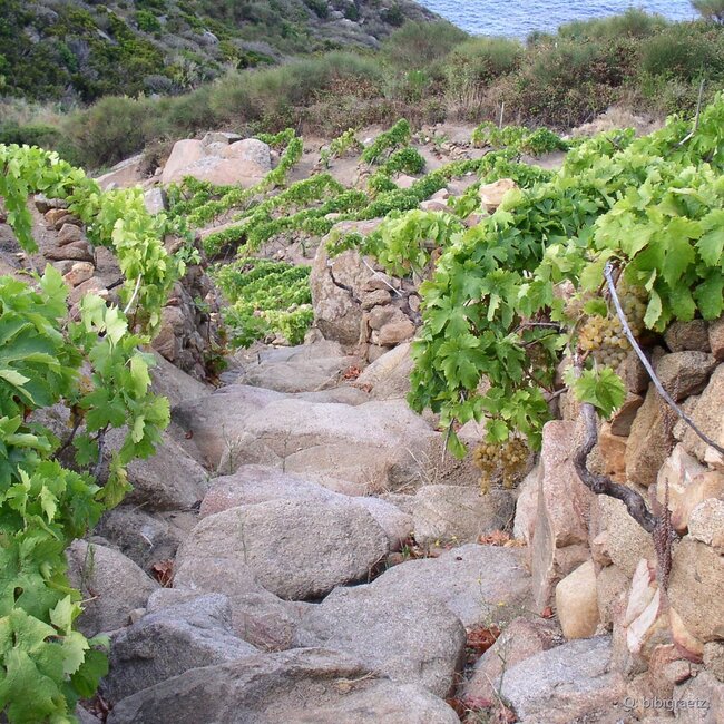 Testamatta Toscana IGP 2018 0,75 l