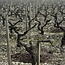 Grand Vin de Chateau Latour 1er Grand Cru Classe Pauillac 1999 0,75 l*