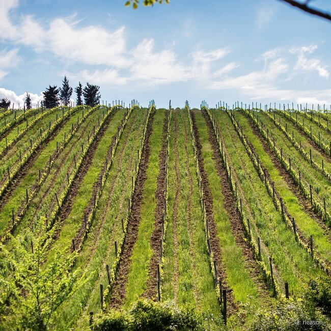 Rocca Guicciarda Chianti Classico Riserva 2022 0,75 l