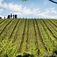 Rocca Guicciarda Chianti Classico Riserva 2022 0,75 l