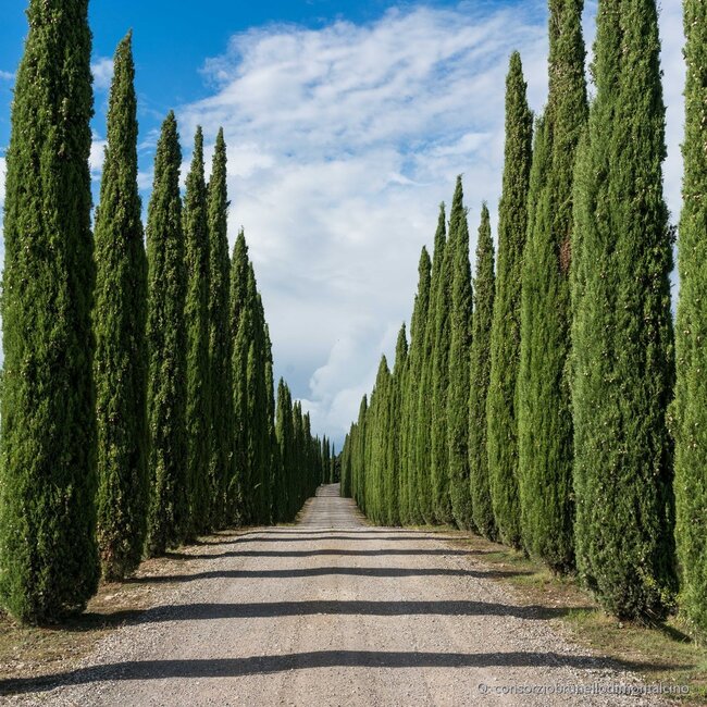 Pieve Santa Restituta Brunello di Montalcino DOCG 2021 0,75 l