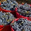 Pieve Santa Restituta Brunello di Montalcino DOCG 2021 0,75 l