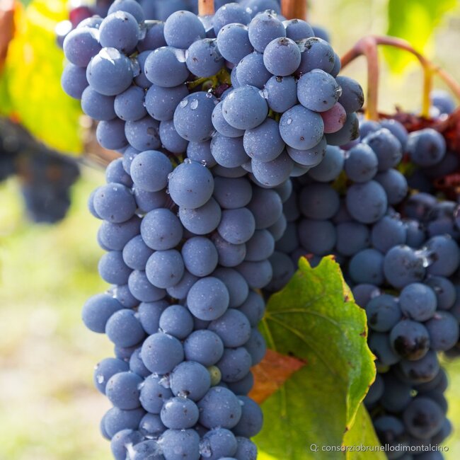 Pieve Santa Restituta Brunello di Montalcino DOCG 2021 0,75 l