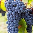 Pieve Santa Restituta Brunello di Montalcino DOCG 2021 0,75 l