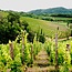 Vinnae Ribolla Gialla Friuli Venezia Giulia IGP 2025 0,75 l