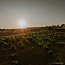 Corimbo Ribera del Duero D.O. 2022 0,75 l