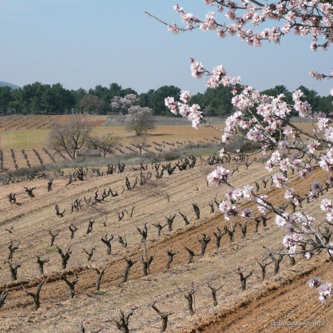 Corimbo Ribera del Duero D.O. 2022 0,75 l