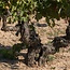 Corimbo Ribera del Duero D.O. 2022 0,75 l