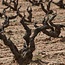 Corimbo Ribera del Duero D.O. 2022 0,75 l