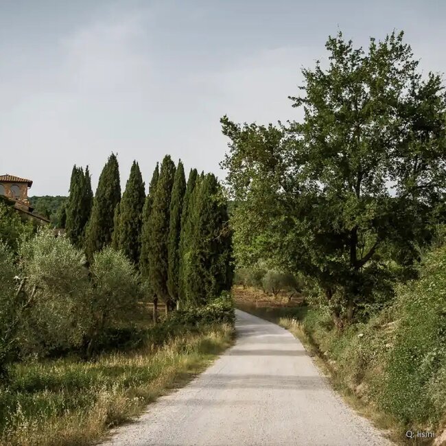 Rosso di Montalcino DOC 2023 0,75 l