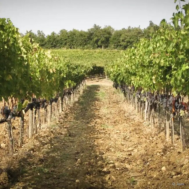 Rosso di Montalcino DOC 2023 0,75 l