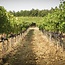 Rosso di Montalcino DOC 2023 0,75 l