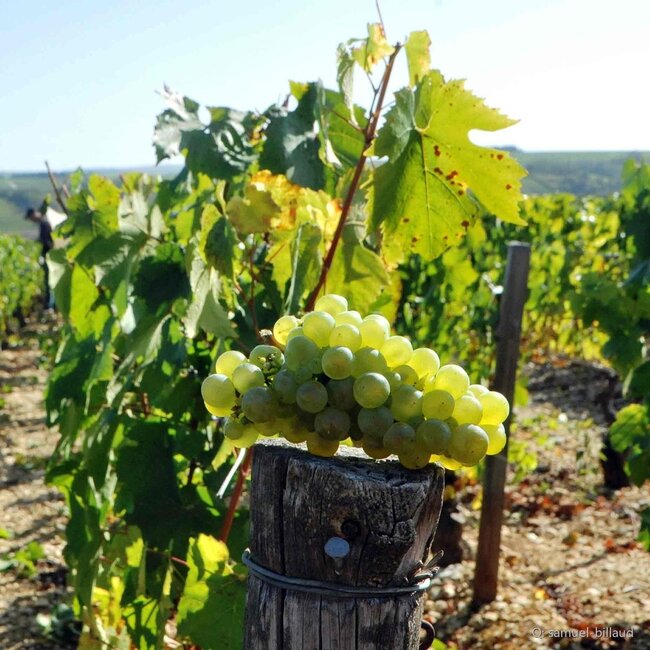 Chablis Premier Cru Mont de Milieu 2022 0,75 l
