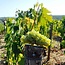 Chablis Premier Cru Mont de Milieu 2022 0,75 l