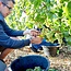 Chablis Premier Cru Mont de Milieu 2022 0,75 l